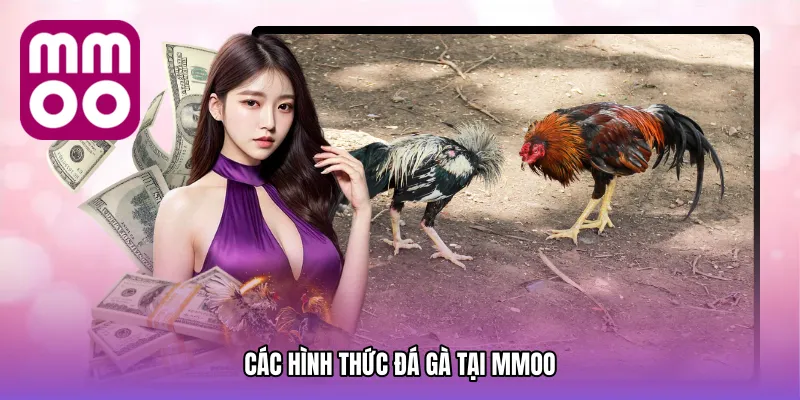 các hình thức đá gà hiện nay
