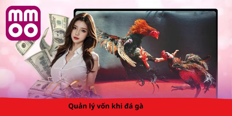 Quản lý vốn khi đá gà